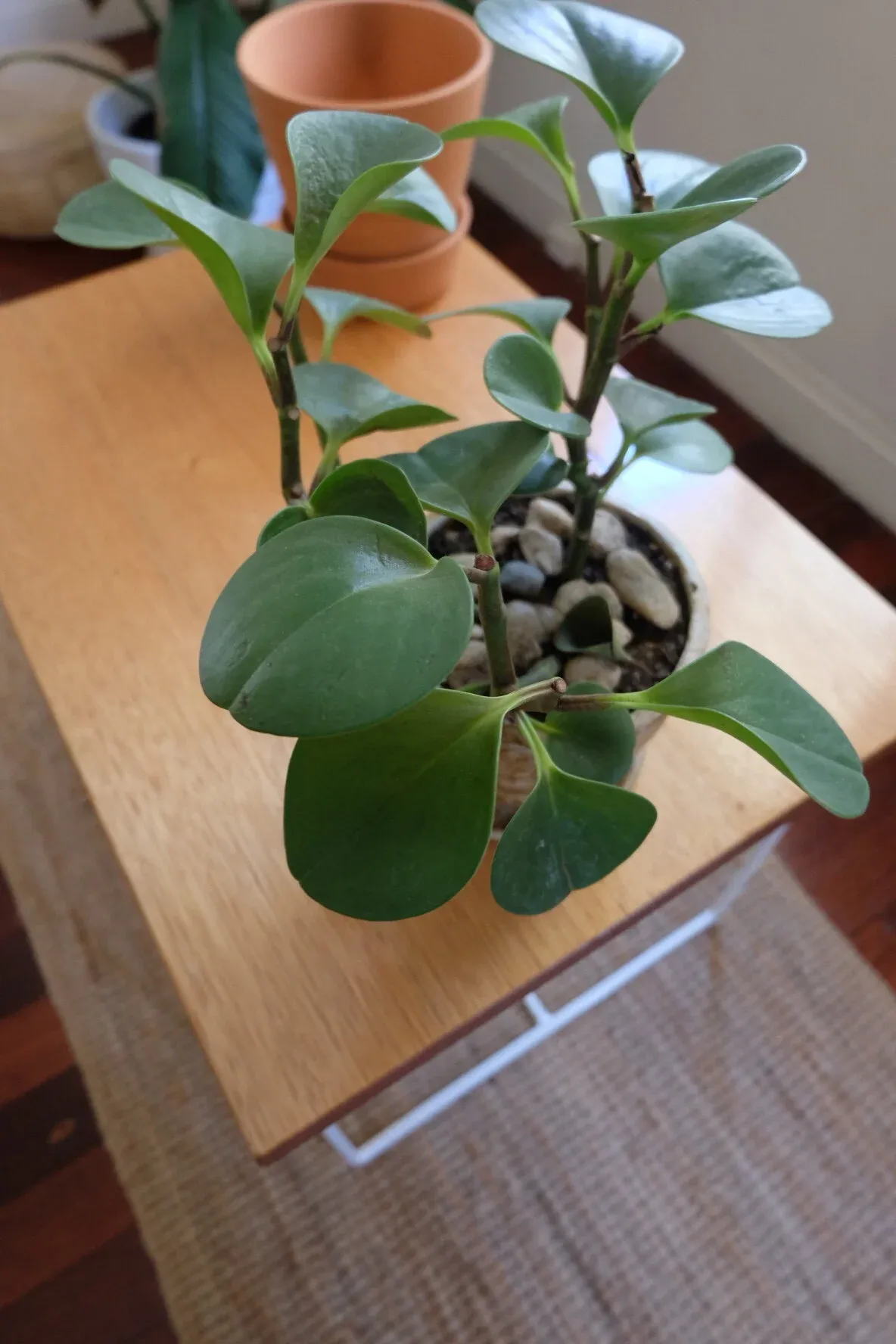 plants+gifts